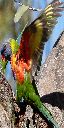 An image of a bird that does exist